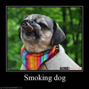 Демотиватор-Smoking dog   .Демотиваторы на сайте prikolnianekdot.ru