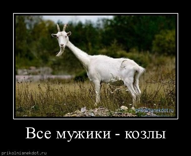 Демотиватор-Все мужики - козлы   